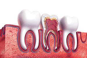 Tooth Cross Section